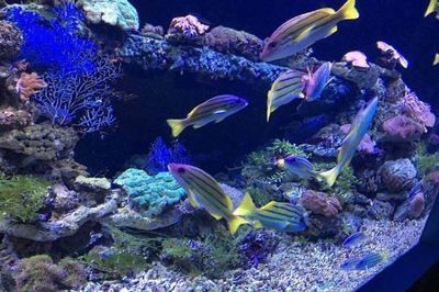 水族館觀賞魚揭秘，常見魚類大盤點，賣啥