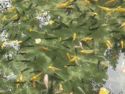 觀賞魚養護合同要點，簽訂前需知的關鍵建議與注意事項