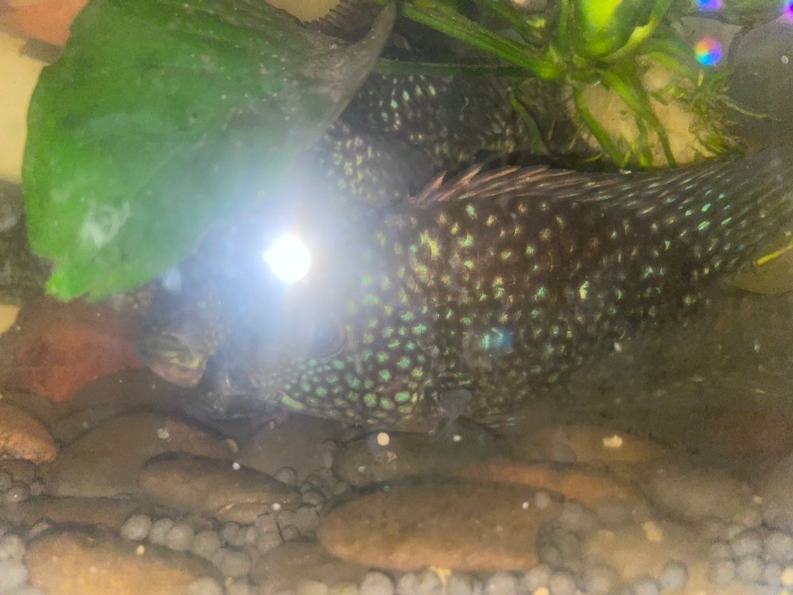 豹魚，獨特魅力引關注，有無興趣者快來一探