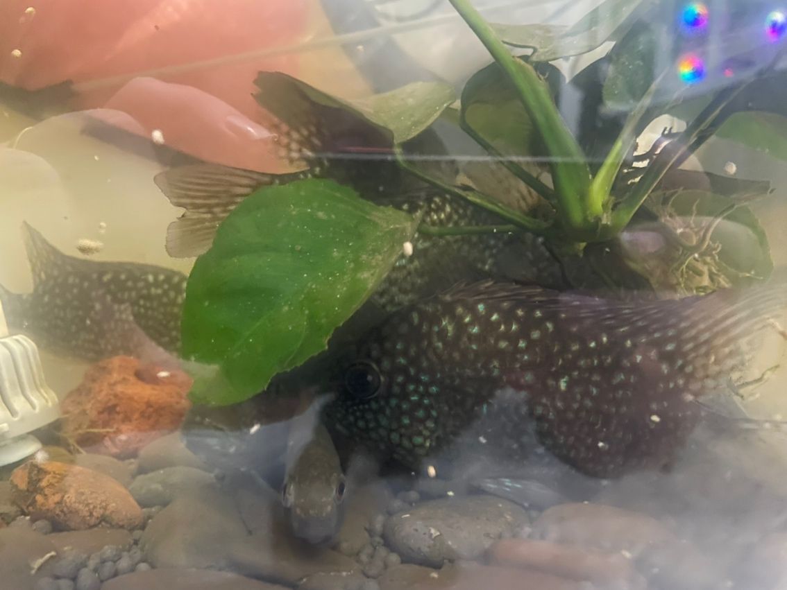 豹魚，獨特魅力引關注，有無興趣者快來一探