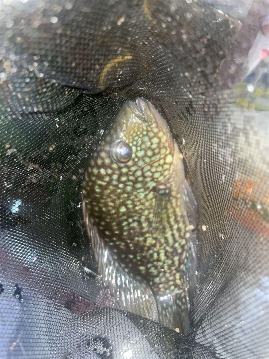 豹魚，獨特魅力引關注，有無興趣者快來一探