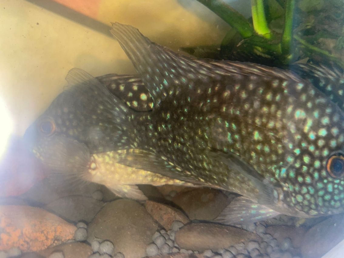 豹魚，獨特魅力引關注，有無興趣者快來一探