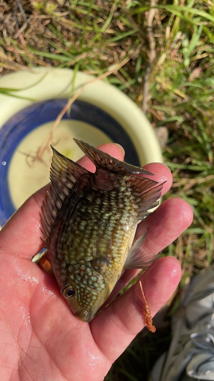 豹魚，獨特魅力引關注，有無興趣者快來一探
