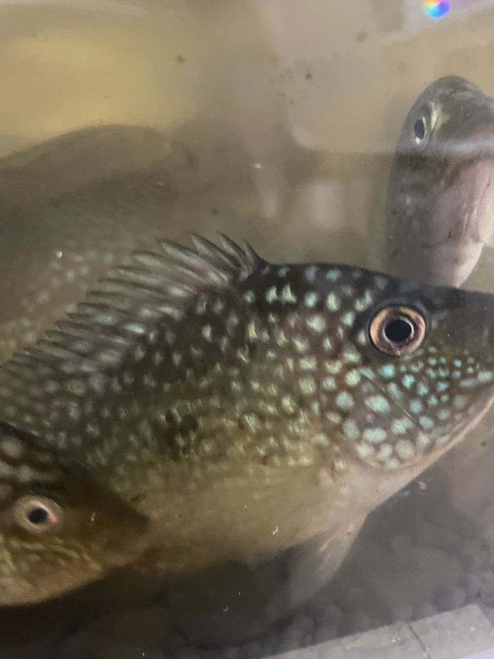 豹魚，獨特魅力引關注，有無興趣者快來一探
