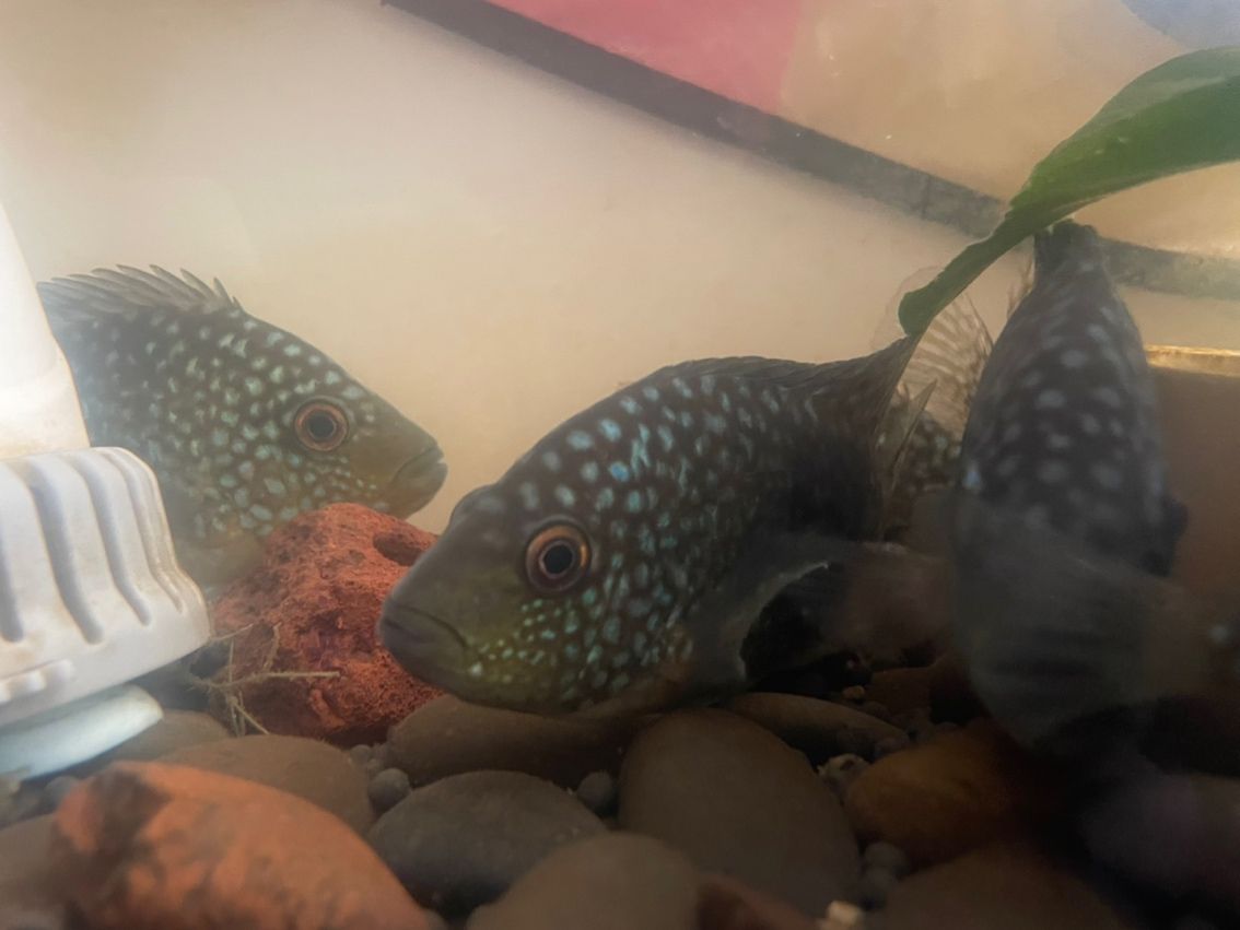 豹魚，獨特魅力引關注，有無興趣者快來一探