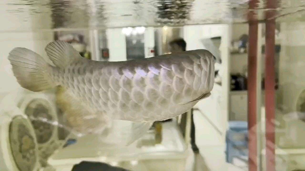 好！給大家拜年了！