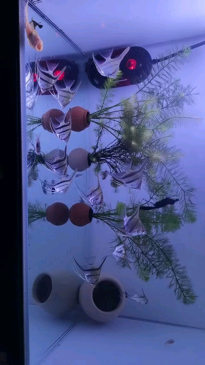 29度水溫下喂食N頓，魚兒肉眼