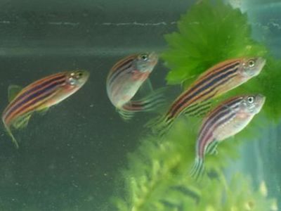 小紅龍魚(yú)價(jià)格走勢(shì)咋看？