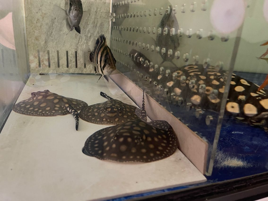 皇冠魟魚繁殖，習(xí)性、環(huán)境與繁育技巧全解析