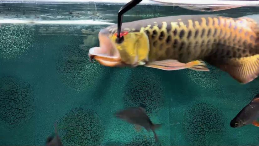 圓臉炮頭，獨特發型魅力，適配多種風格與個性展現