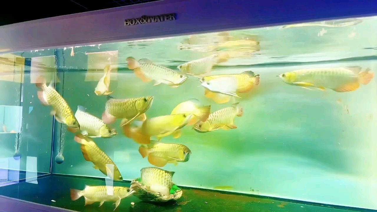 喂魚時間到，魚兒歡聚，共享水中