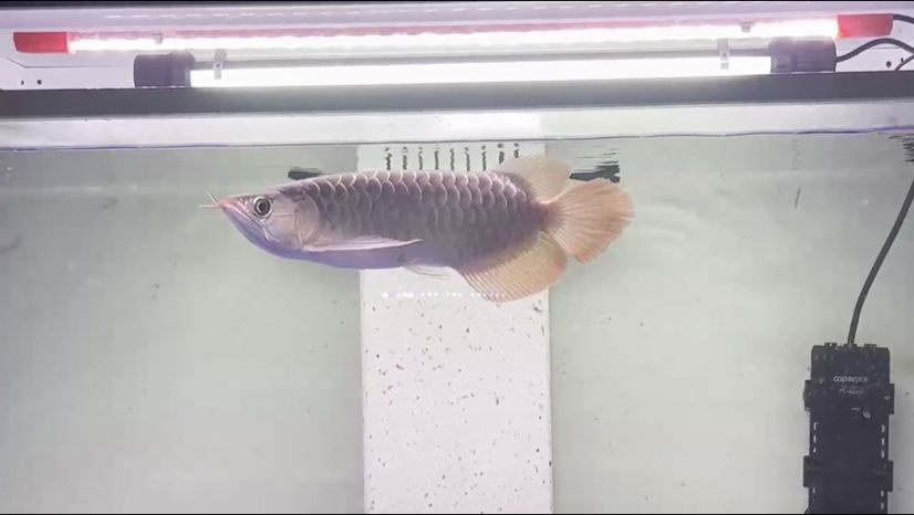 025年1月22日滿月，天文奇觀與自然韻律的