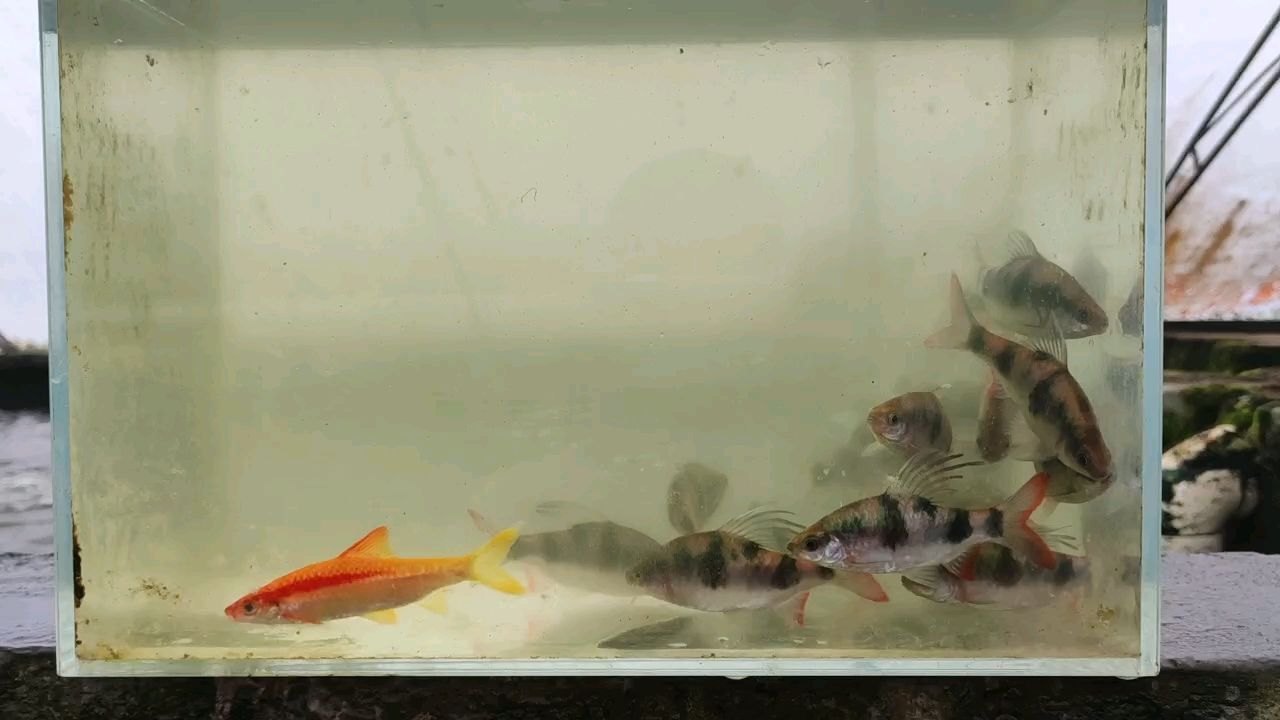尾綠熒光鯽，獨特魅力的觀賞魚，點亮水族