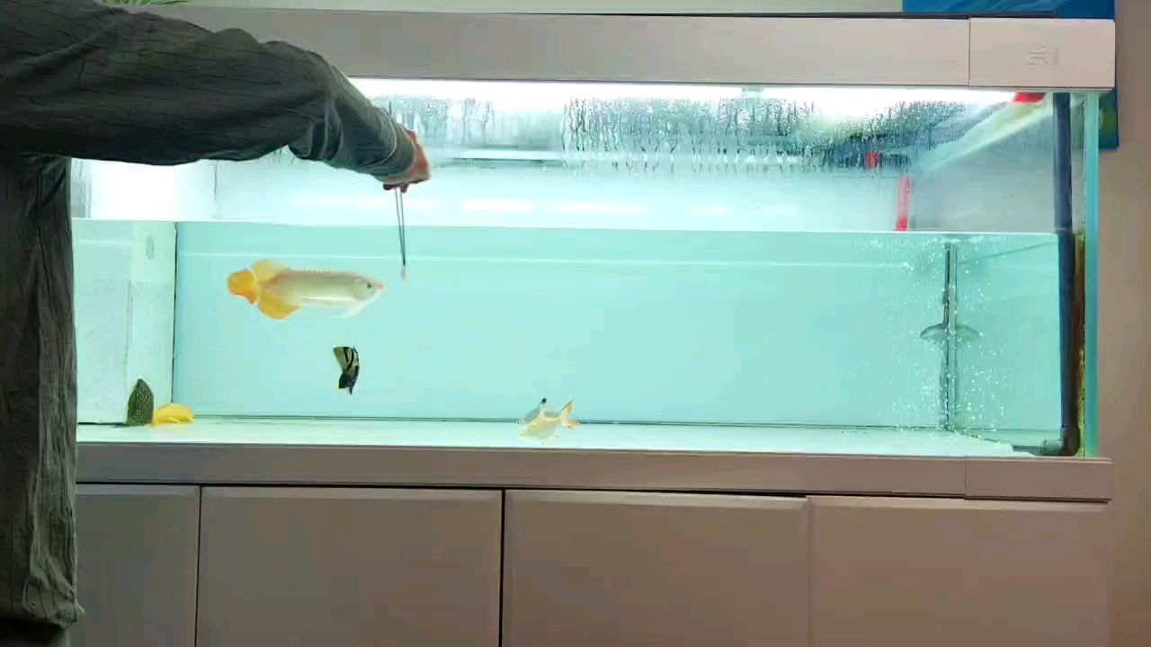 喂魚，探尋與魚兒互動的奇妙瞬間及背后的故事