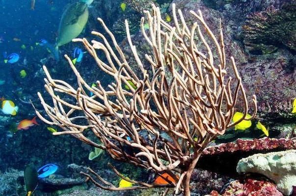 水族館運營成本解析，從設備到人力的多維度 水族館運營成本解析，從設備到人力的多維度 水族館百科（水族館加盟） 第1張
