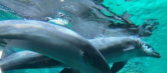 水族館運營成本解析，從設備到人力的多維度 水族館運營成本解析，從設備到人力的多維度 水族館百科（水族館加盟） 第4張