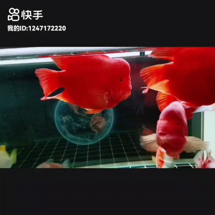 愿事事順遂皆如意，篤信南無阿彌陀佛，未來定越來越好??