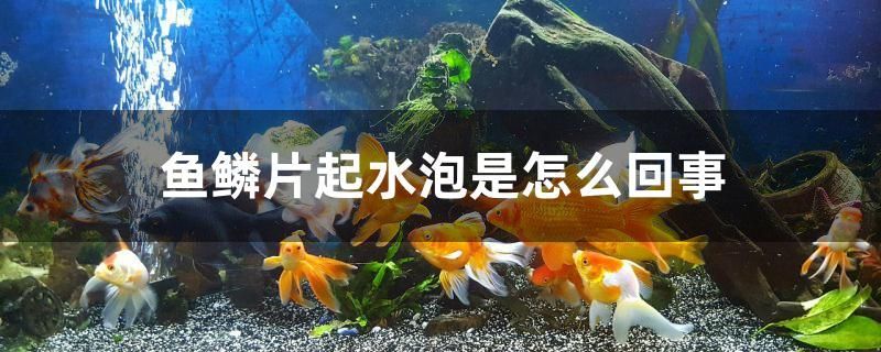 鱗片起水泡原因大揭秘，水質(zhì)、疾病還是其他因素在 鱗片起水泡原因大揭秘，水質(zhì)、疾病還是其他因素在 速倍妥魚糧魚藥