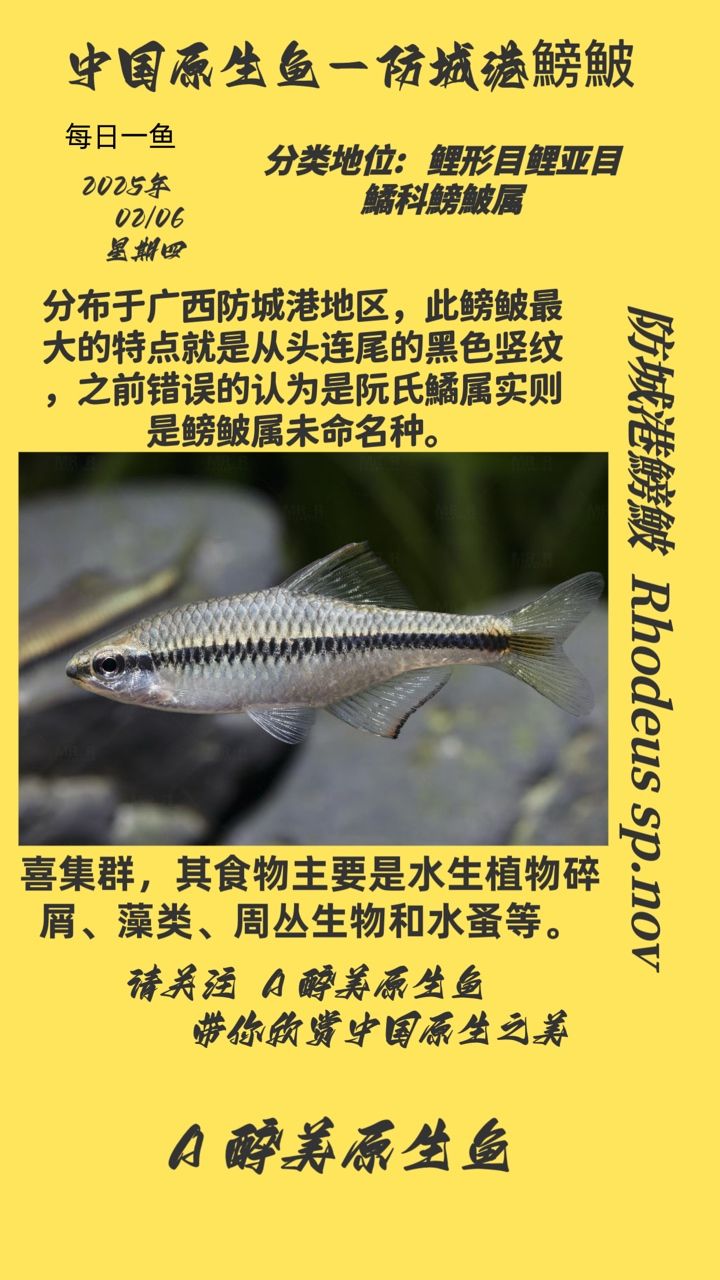 城港鰟鮍，獨(dú)特生態(tài)下的珍稀魚(yú)類(lèi)及其生存現(xiàn)狀探秘