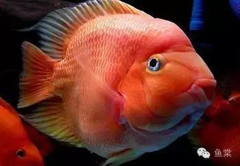 小紅龍魚價格全解析，市場行情、影響因素及高清圖片