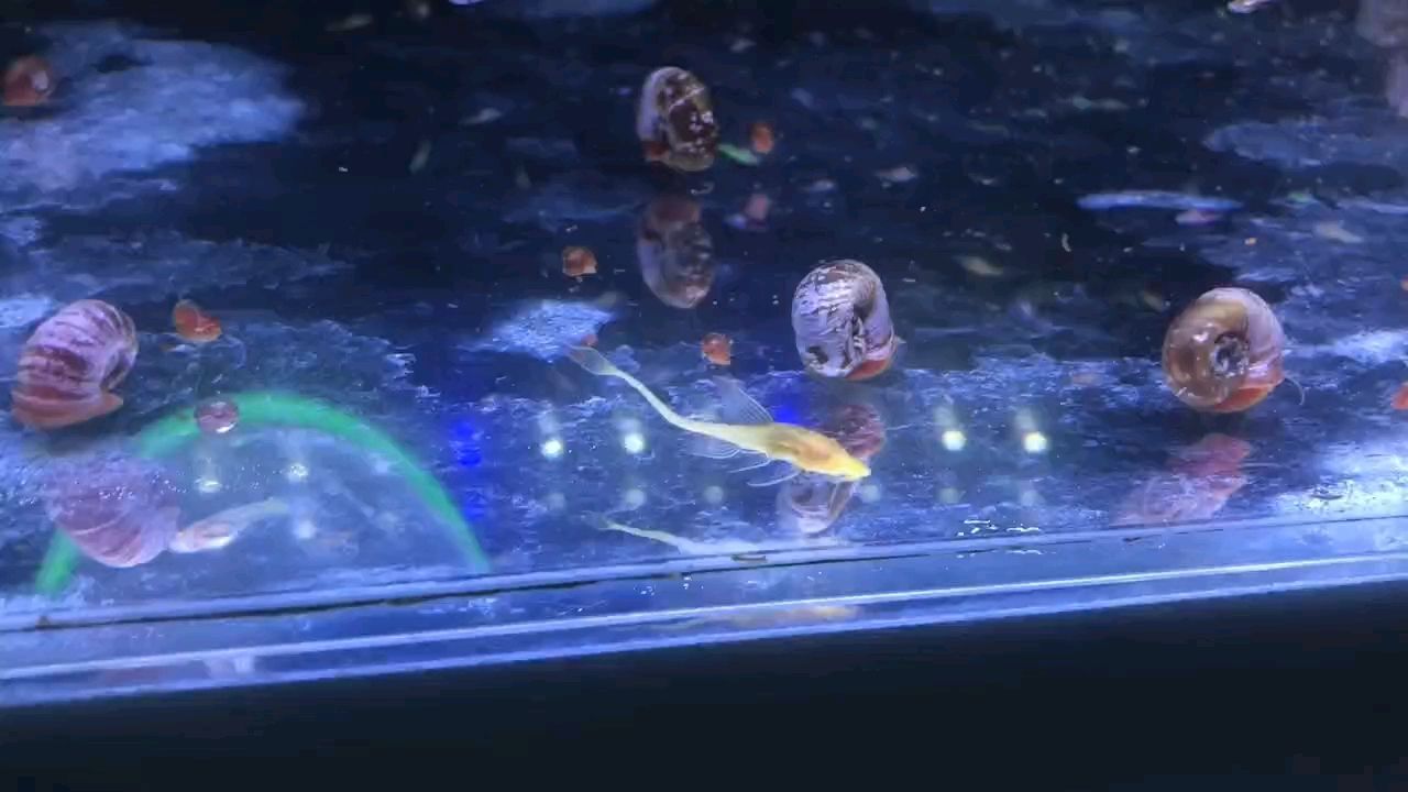 精準凝練的專屬長