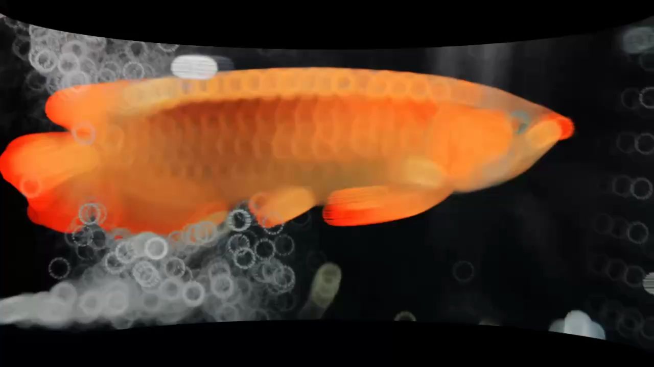0+公分狀態好綠皮辣椒紅龍魚鐵價處理，4800元