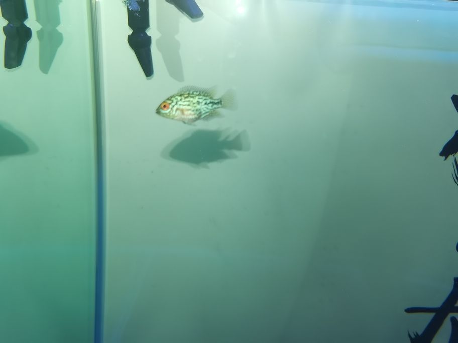 存在感啦！魚友快來評(píng)論，一起暢聊分享有趣事兒