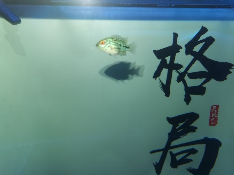 存在感啦！魚友快來評(píng)論，一起暢聊分享有趣事兒