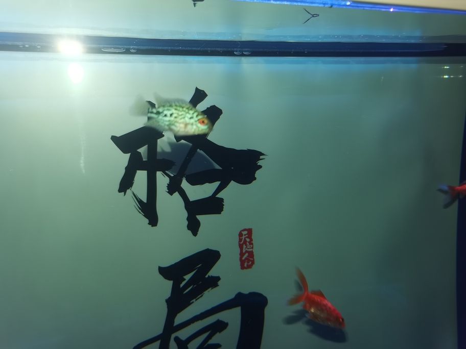 存在感啦！魚友快來評(píng)論，一起暢聊分享有趣事兒