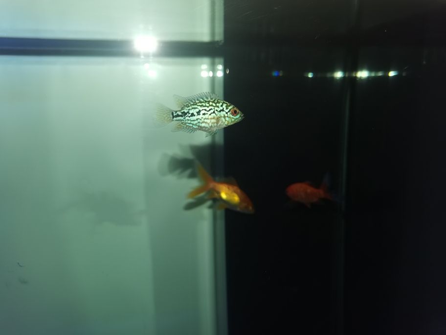存在感啦！魚友快來評(píng)論，一起暢聊分享有趣事兒
