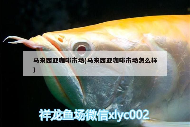 馬來西亞咖啡市場(chǎng)現(xiàn)狀剖析，潛力、挑戰(zhàn)與特色全解讀