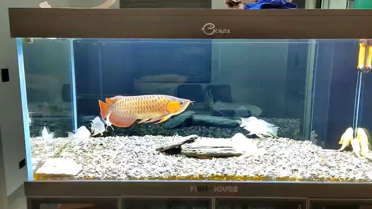 彪旅行歸來背鰭漸愈，2025養魚人共加油龍魚