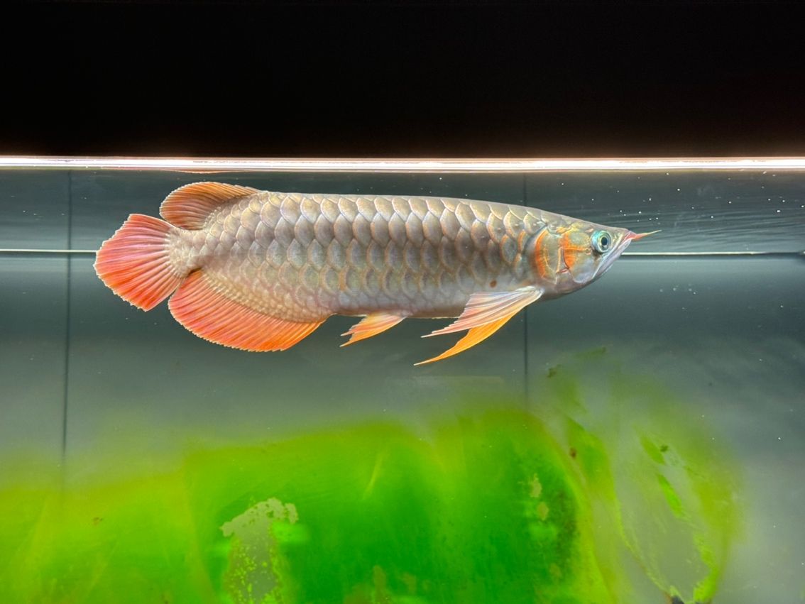 六個半月，39cm 寶貝成長記，點滴變化全
