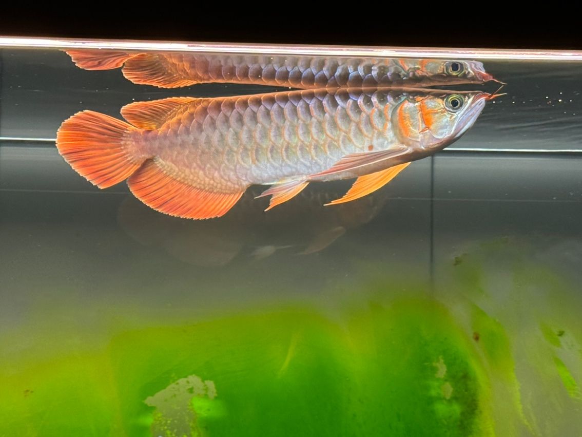 六個半月，39cm 寶貝成長記，點滴變化全