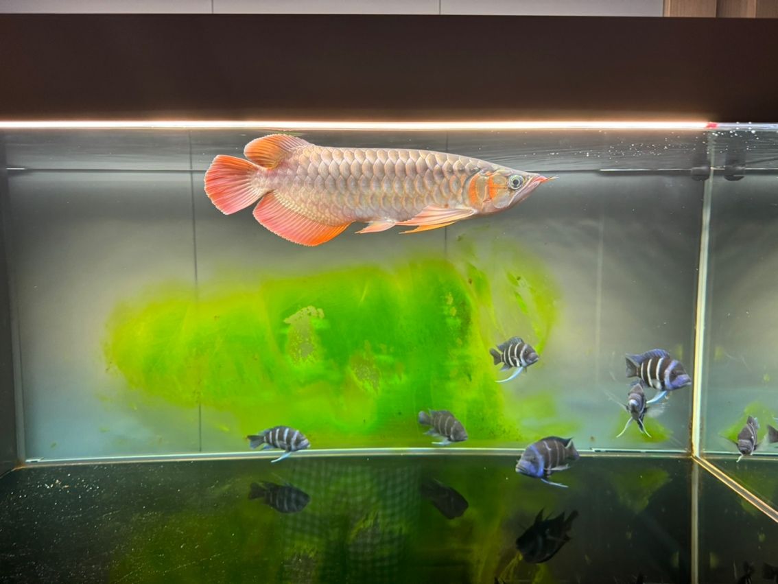 六個半月，39cm 寶貝成長記，點滴變化全