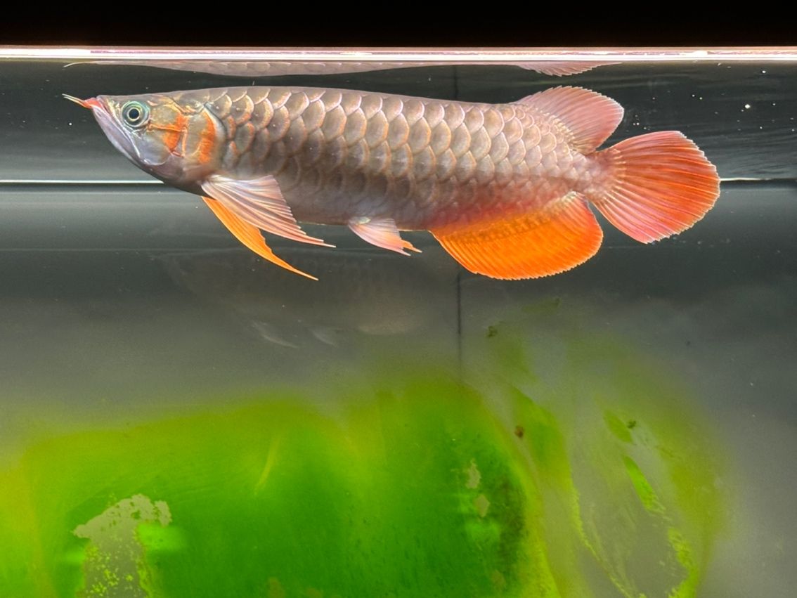 六個半月，39cm 寶貝成長記，點滴變化全