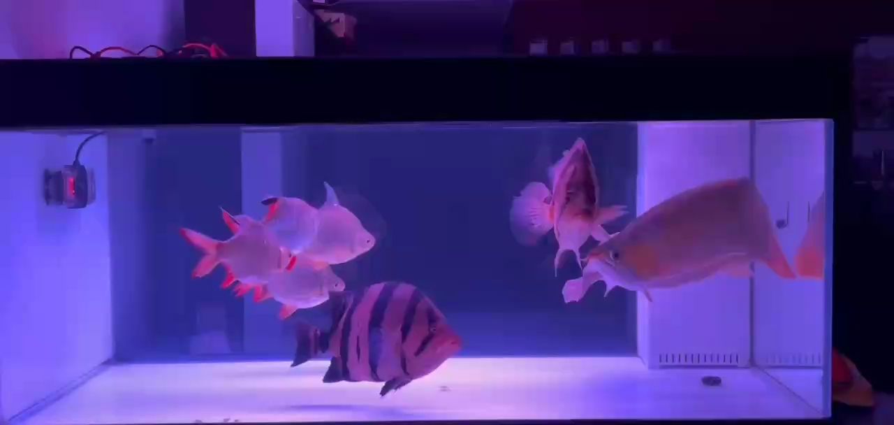 賞魚悠游收紛擾之心，于這寧靜夜安然入