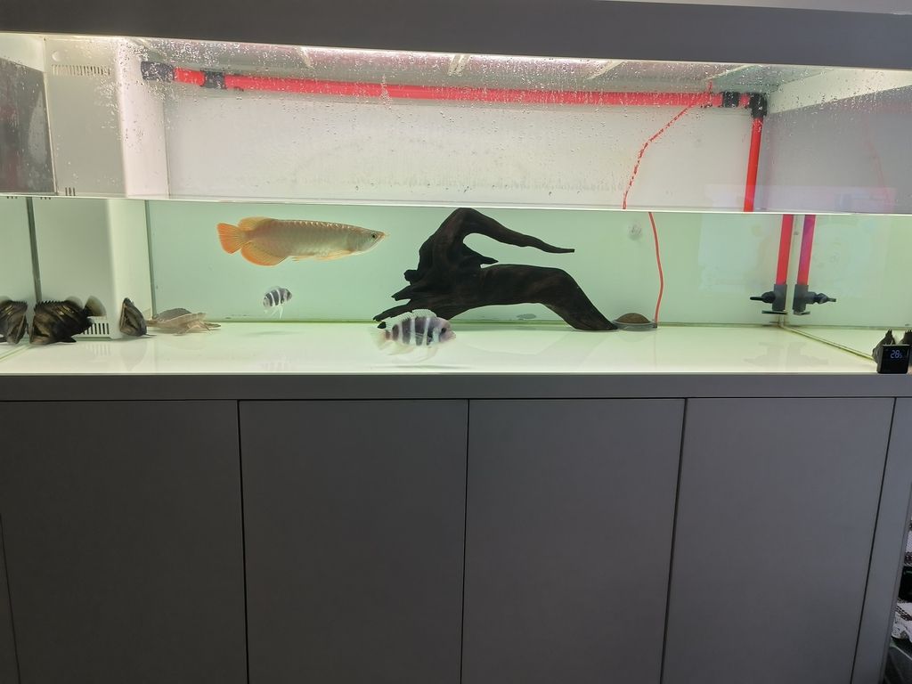 給配魚躲避的沉木 有橋有飄枝90