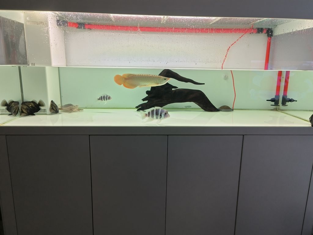 給配魚躲避的沉木 有橋有飄枝90
