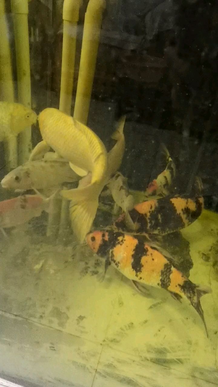 冬天未禁食！探索冬季不封竿的垂釣新