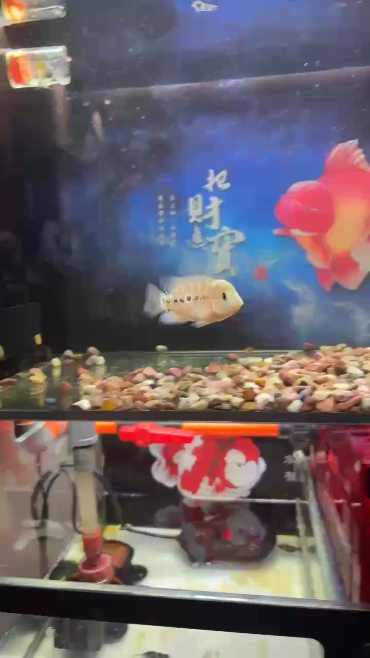魚缸過濾器選購指南:自制魚缸過濾器魚缸上置過濾器對于養魚愛好者的必備知識 小彩虹,那抹絢爛背后的神秘與獨特魅力探尋 龍魚論壇 小彩虹,那抹絢爛背后的神秘與獨特魅力探尋 小彩虹,那抹絢爛背后的神秘與獨特魅力探尋 龍魚論壇