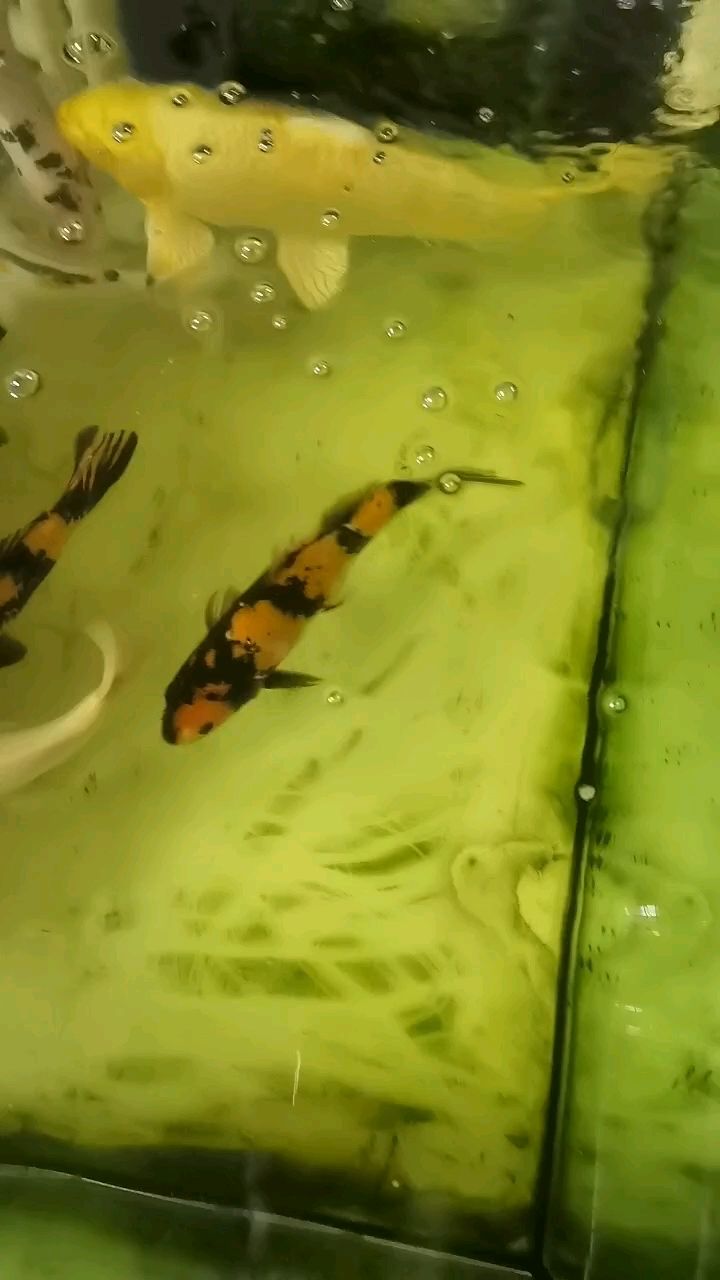 你未提供具體的內容，我暫時無法準確生成符合要求的長標題。