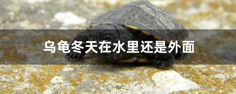 底現棕色、褐色？