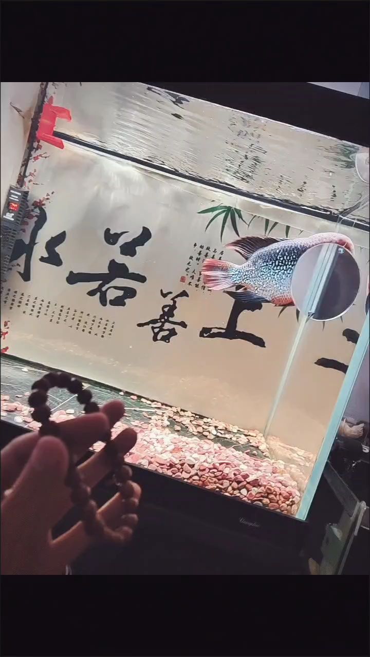 文玩和魚絕配，那二者搭配究竟能碰撞出怎樣奇妙的趣味火花？