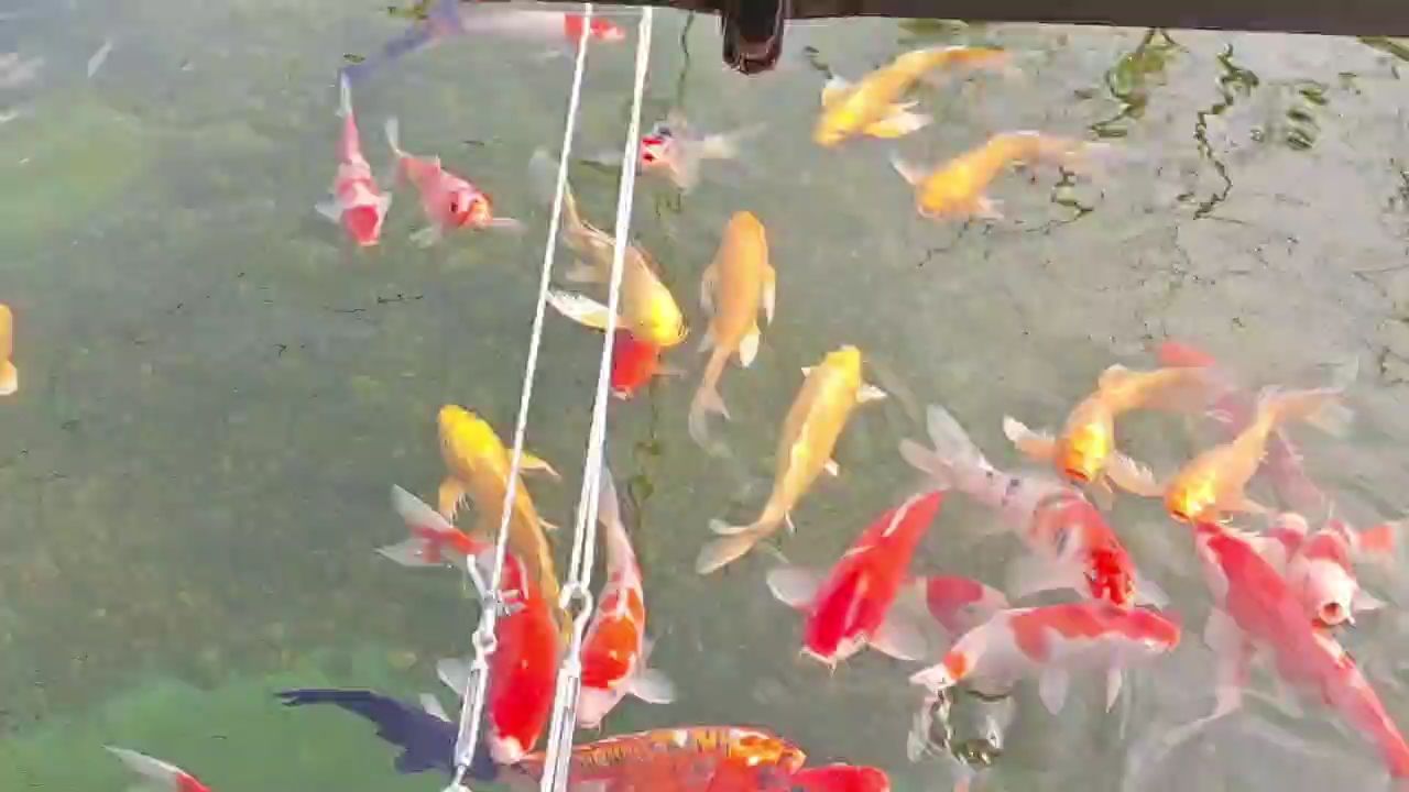 鯉寒冬不改吃貨本色，暢享
