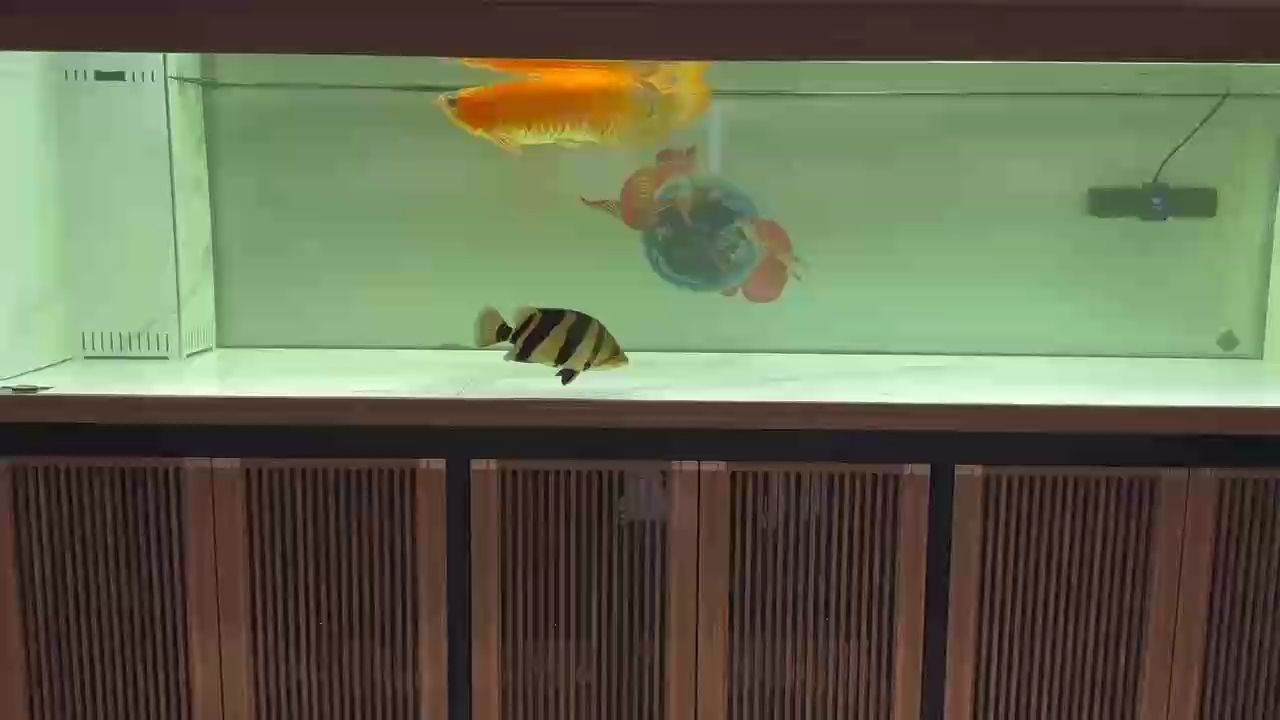溜溜魚，探尋其獨特魅力與背后不為人知的奇妙
