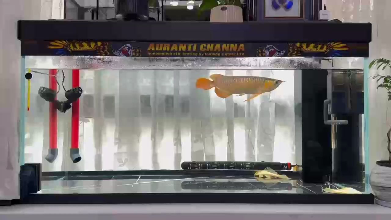 謐魚畔水波悠悠，自然之韻盡顯寧靜祥和