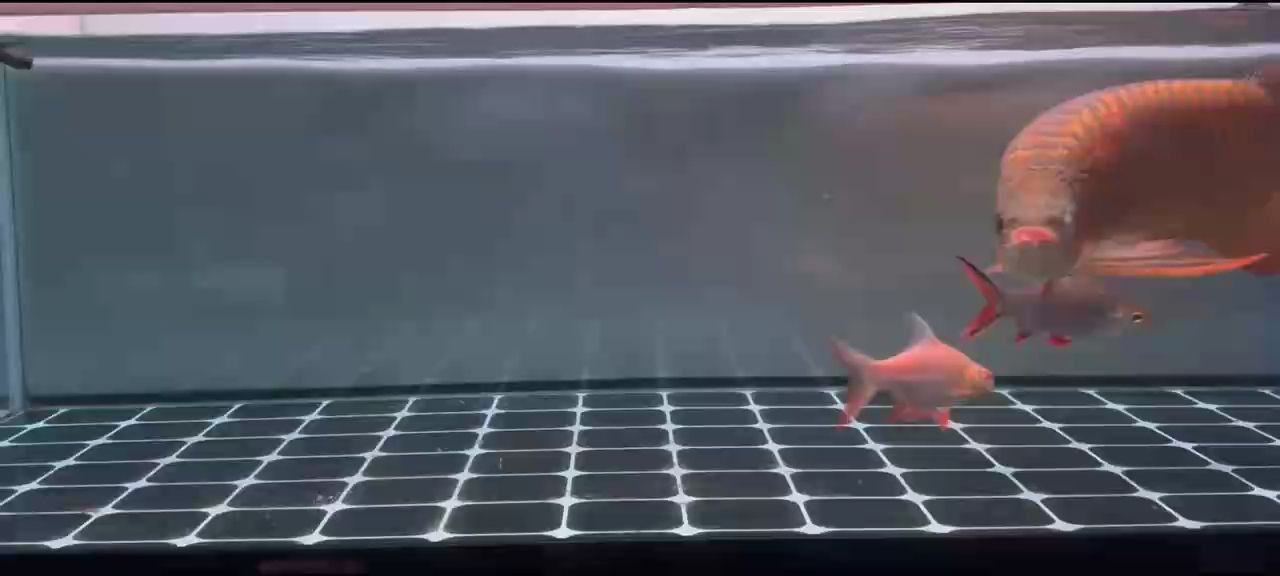 看魚日常，水中精靈的奇妙世界與生活點滴全記錄