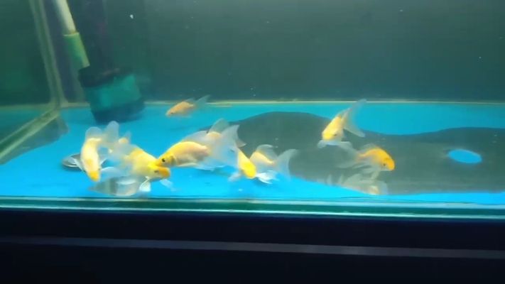 龍魚高清圖鑒，真實價格全解析與絕美圖片