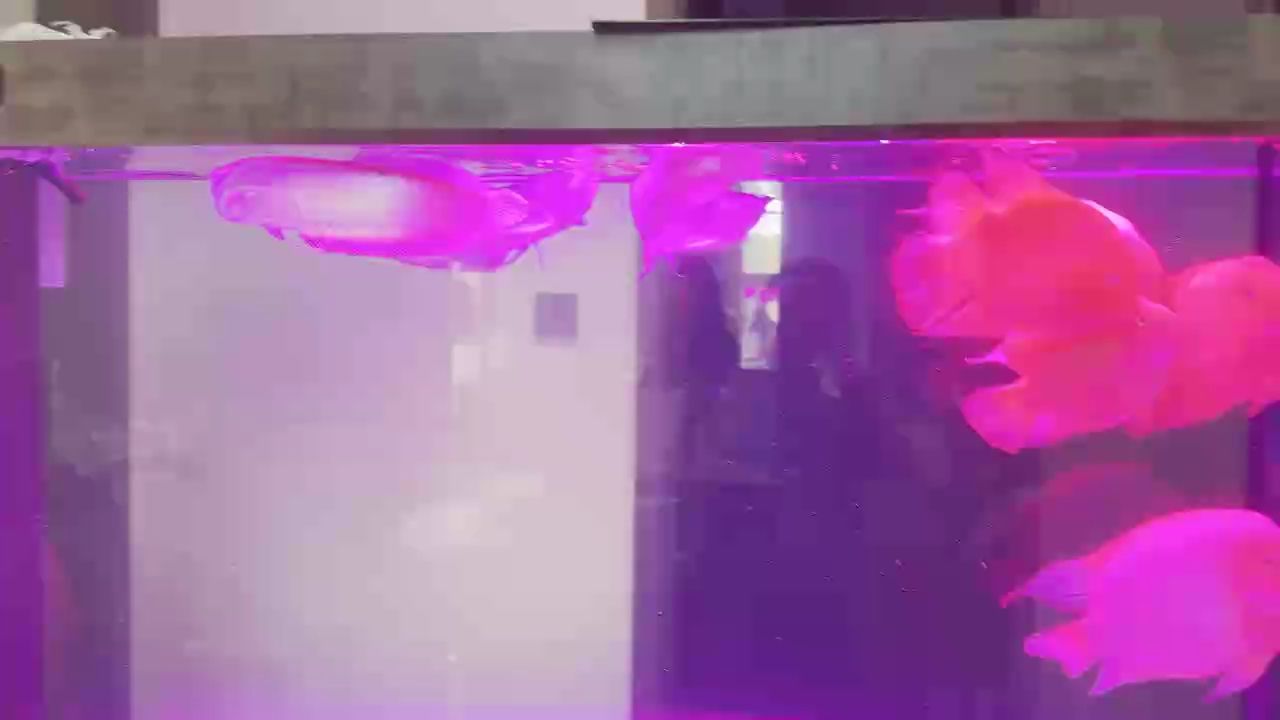 喂食，從日常行為到動物生存的關鍵